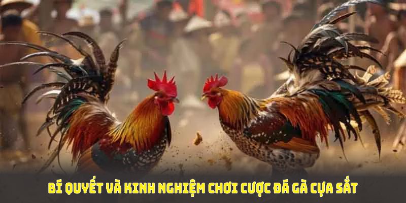 Kinh nghiệm cược đá gà cựa sắt