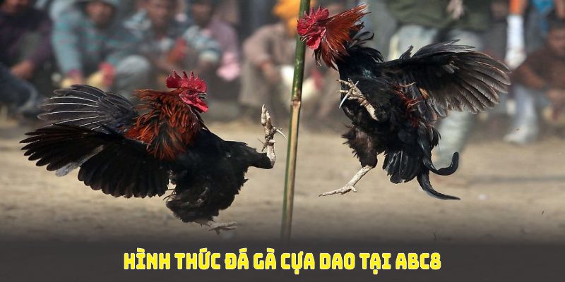 Hình thức đá gà cựa dạo tại ABC8