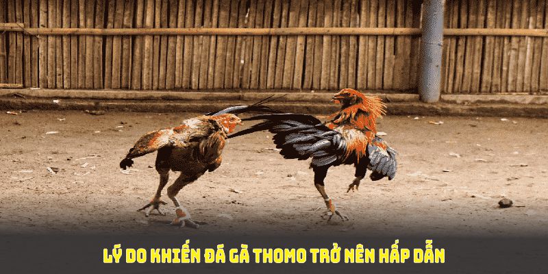 Lý do đá gà thomo hấp dẫn